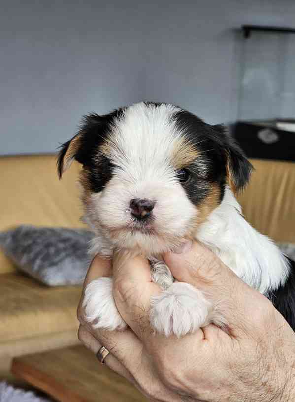 Biewer jorkšírský teriér s PP - foto 3