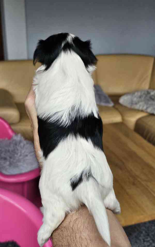 Biewer jorkšírský teriér s PP - foto 2