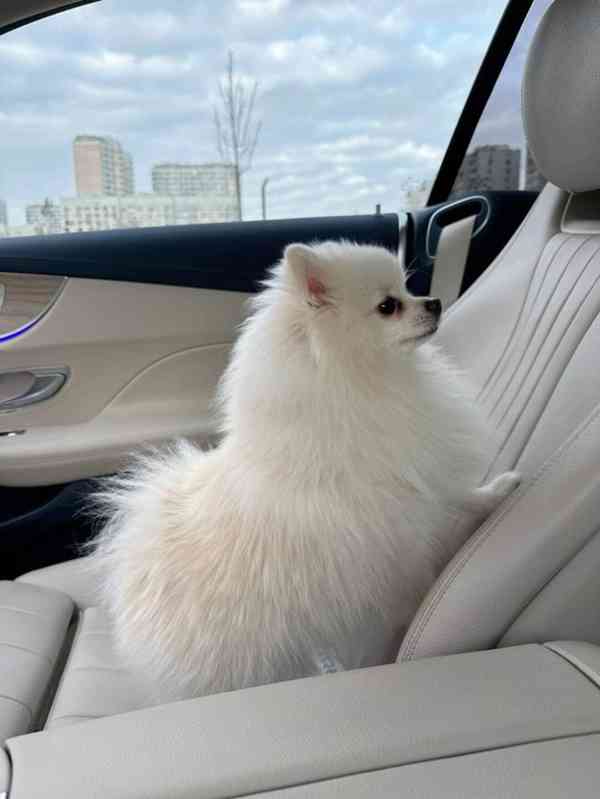 pomeranian - foto 1