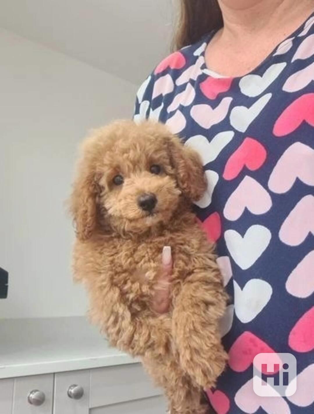 Dvě zdravá štěňata toy pudla pro dobrou rodinu - foto 1