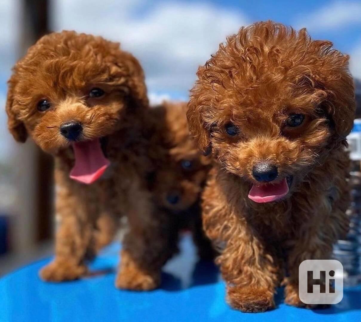 Nejkouzelnější   štěňata toy pudla - foto 1