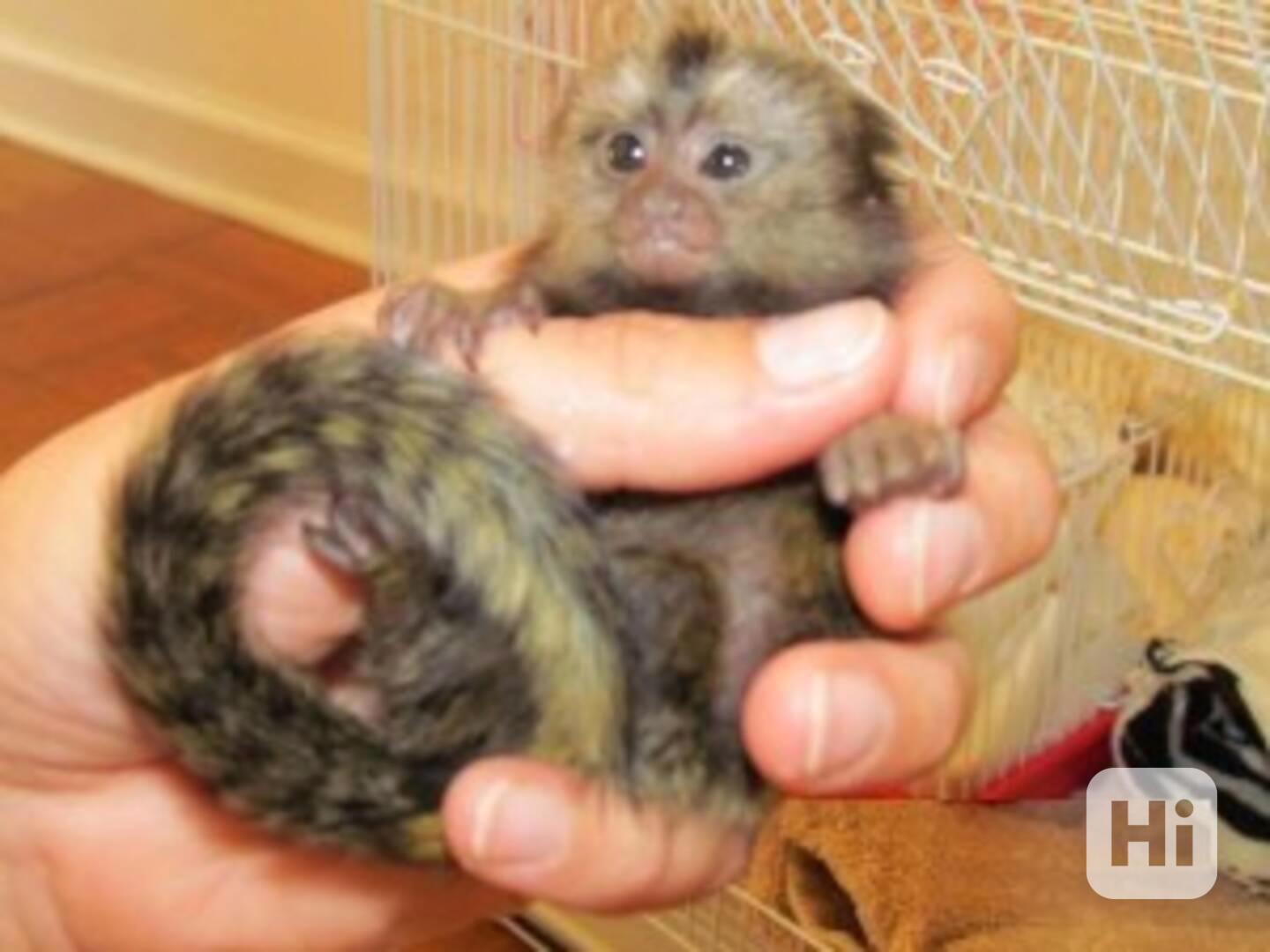 vycvičené opice kosmany k adopci - foto 1