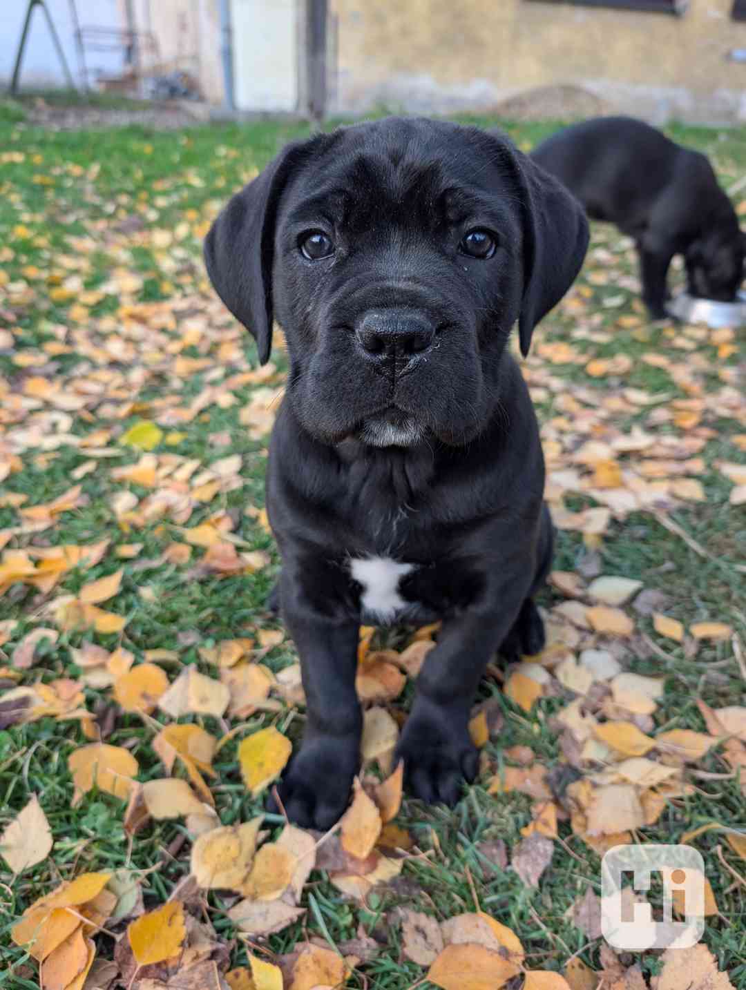 Cane Corso - štěňátka s PP - foto 1