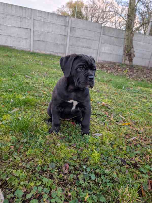 Cane Corso - štěňátka s PP - foto 5