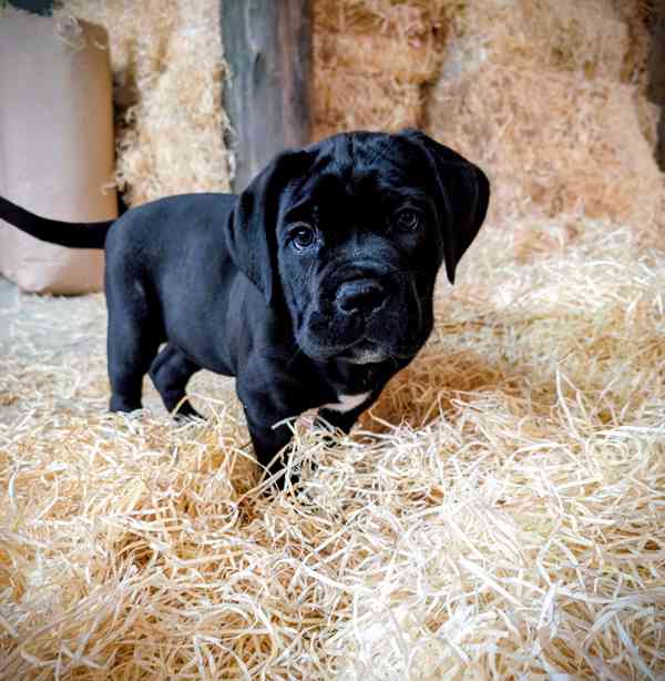 Cane Corso - štěňátka s PP - foto 3