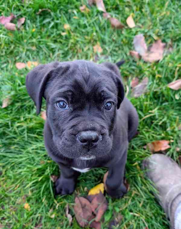 Cane Corso - štěňátka s PP - foto 7