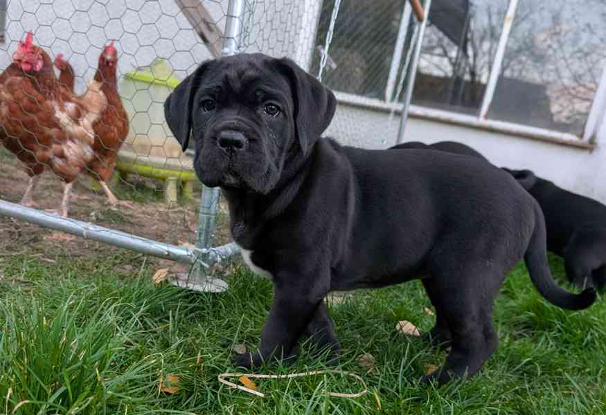 Cane Corso - štěňátka s PP - foto 6
