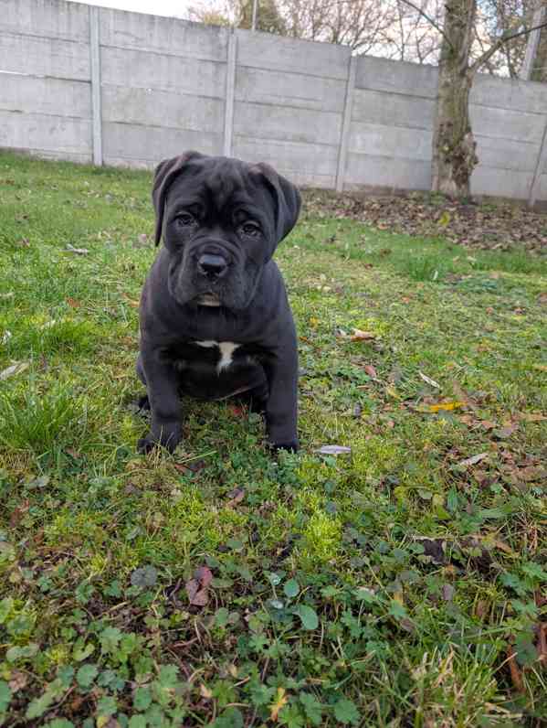Cane Corso - štěňátka s PP - foto 4