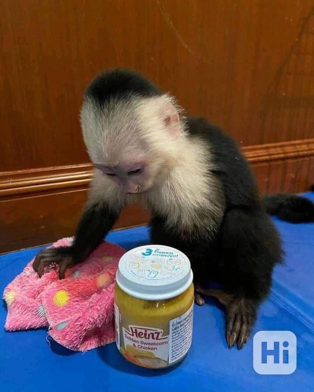 🌟 Úžasné kapucínské opice na prodej - foto 1