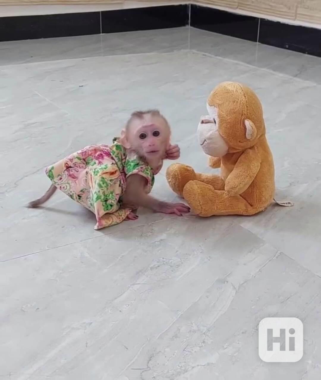 Krásná kapucínská opice k adopci - foto 1