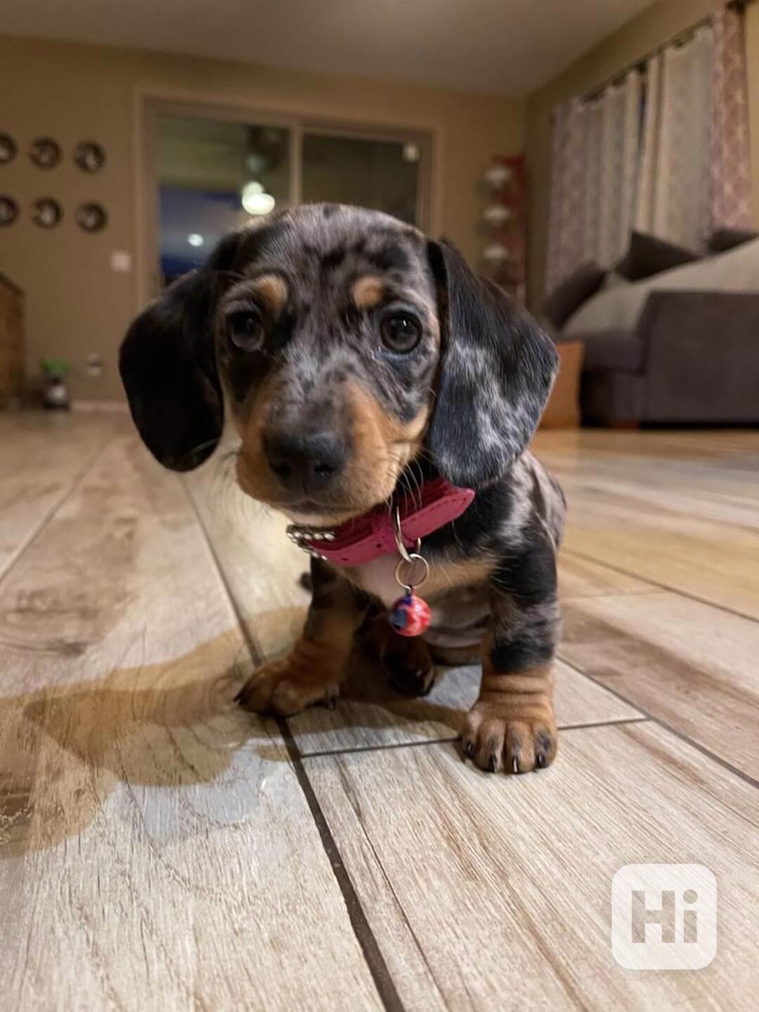 Celkem zdarma štěňata jezevčíka k adopci zdarma  - foto 1