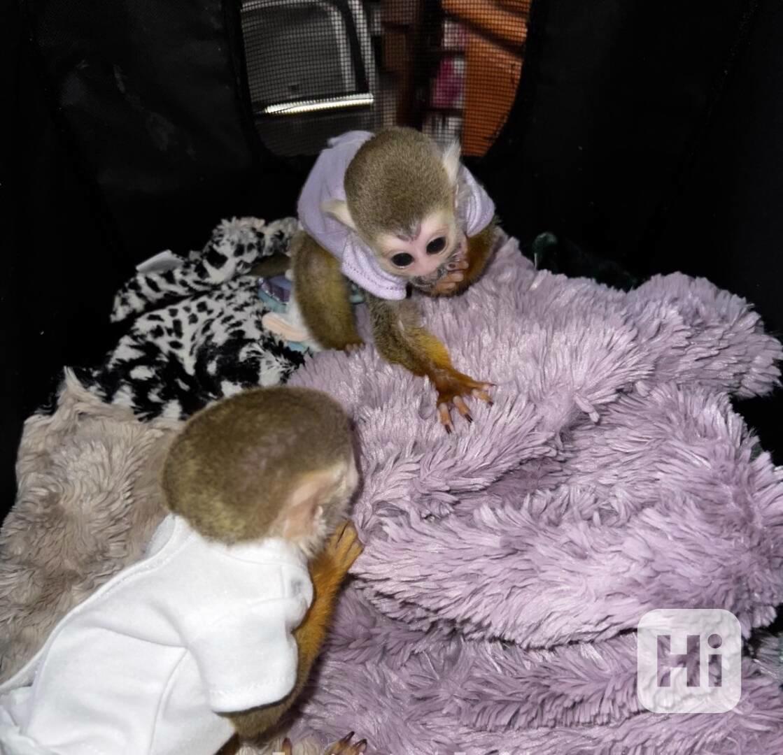 Velmi zdravá veverka k adopci - foto 1