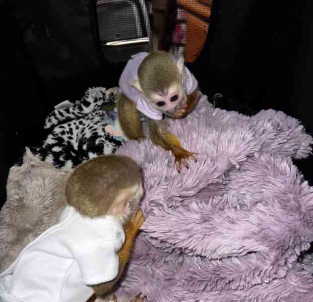 Velmi zdravá veverka k adopci - foto 1