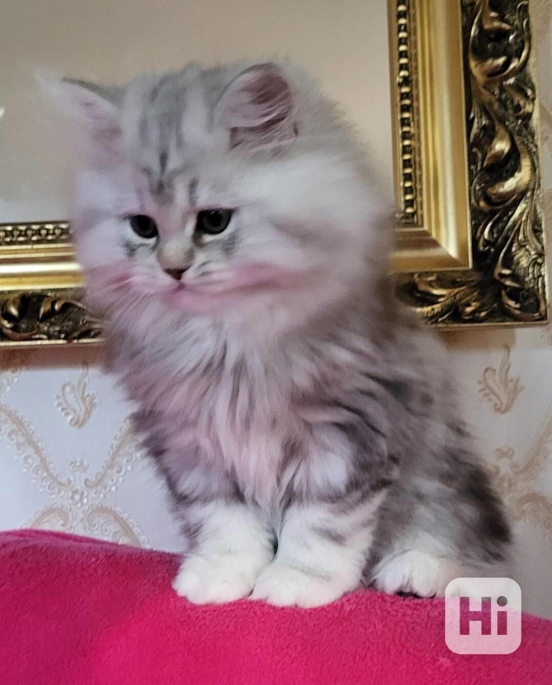 Britská koťátka Whiskas - foto 1