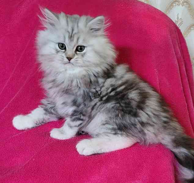 Britská koťátka Whiskas - foto 2