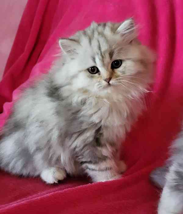 Britská koťátka Whiskas - foto 4