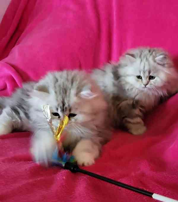 Britská koťátka Whiskas - foto 5