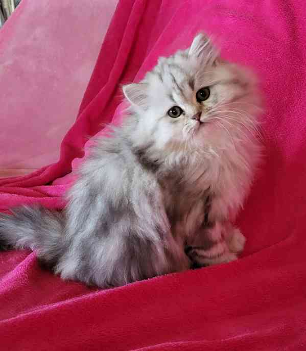 Britská koťátka Whiskas - foto 6