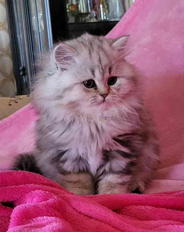 Britská koťátka Whiskas - foto 3