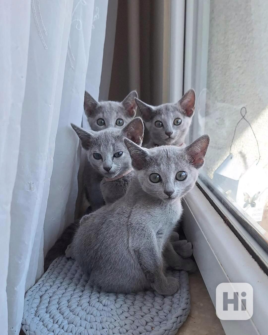Krásné ruské modré kotě na prodej - foto 1