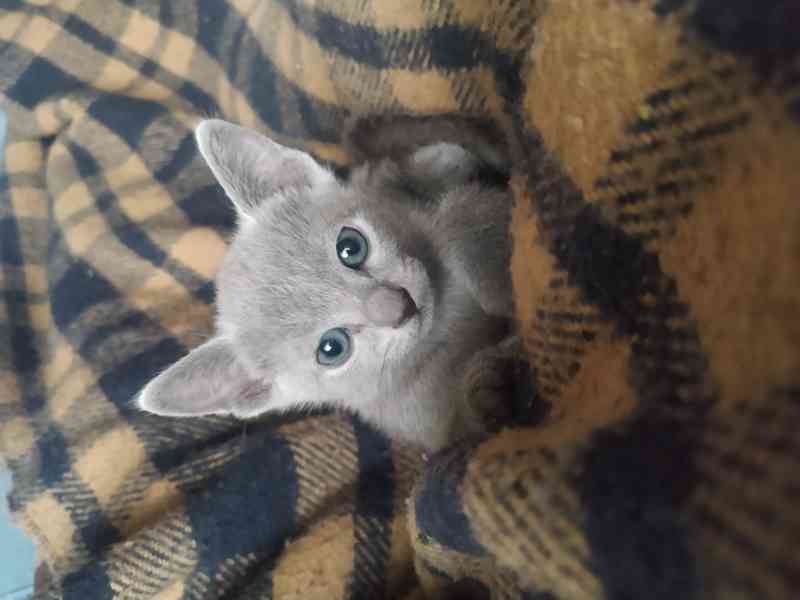 Kotě ruská modrá - foto 2
