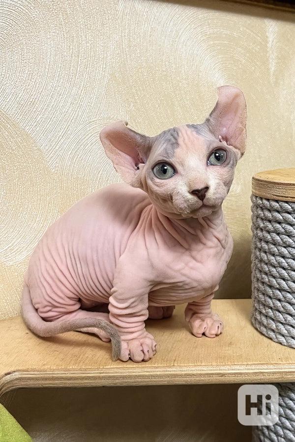 Adorable Sphynx kitten available for free adoption  - foto 1