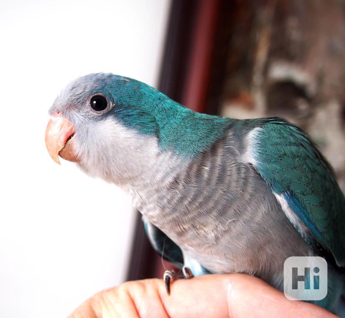 Ručně dokrmená mláďata mníšků šedých - foto 1