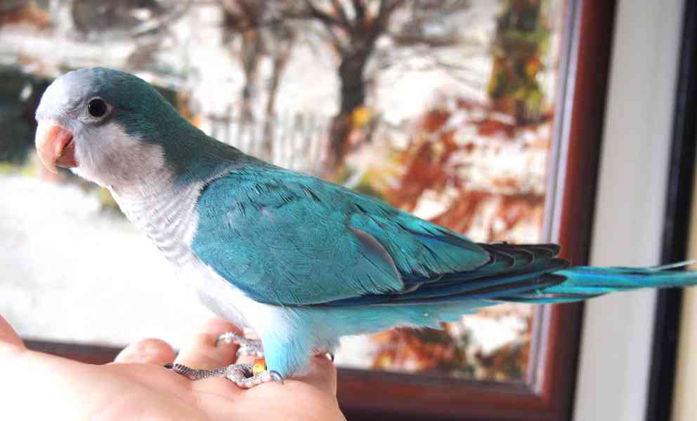 Ručně dokrmená mláďata mníšků šedých - foto 4