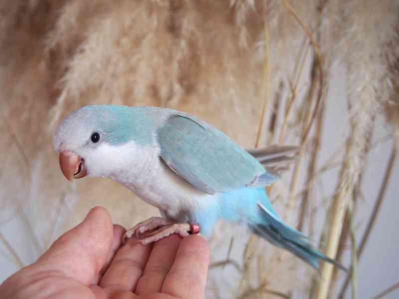 Ručně dokrmená mláďata mníšků šedých - foto 7