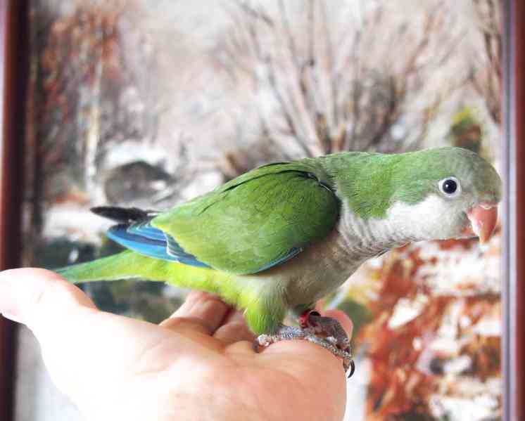 Ručně dokrmená mláďata mníšků šedých - foto 5