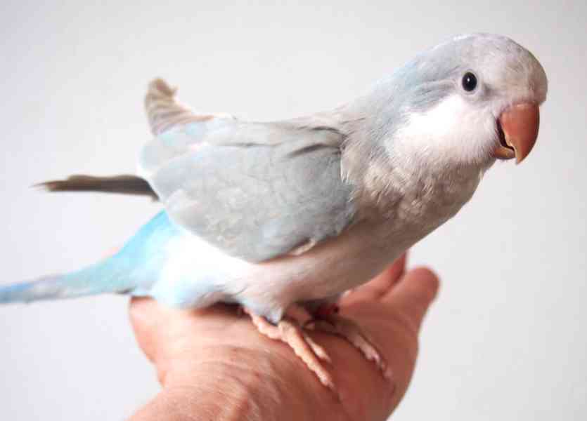 Ručně dokrmená mláďata mníšků šedých - foto 8