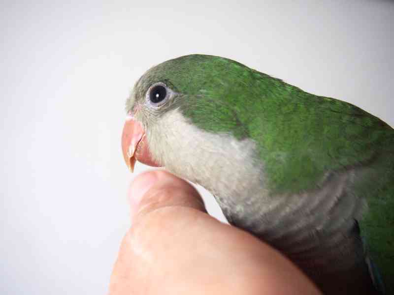 Ručně dokrmená mláďata mníšků šedých - foto 6