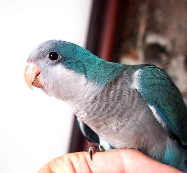 Ručně dokrmená mláďata mníšků šedých - foto 1