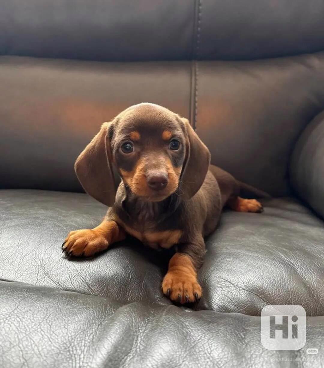 Čistokrevný Jezevčík trpasličí hladkosrstý - foto 1