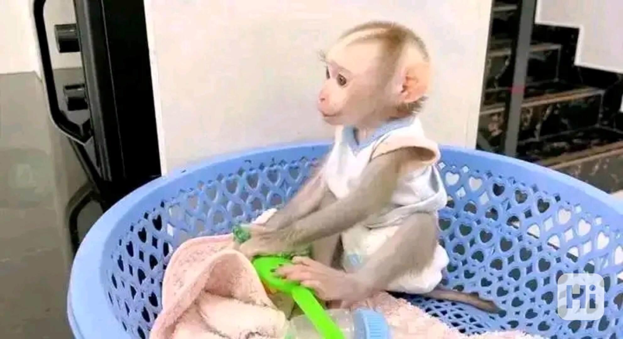  Socializovaný kapucínský přítel ack - foto 1