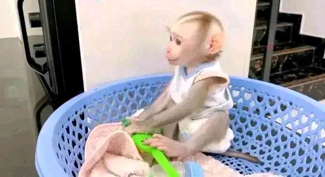  Socializovaný kapucínský přítel ack