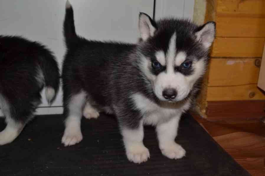 Štěňata sibiřského huskyho s modrýma očima Vychována v našem - foto 1