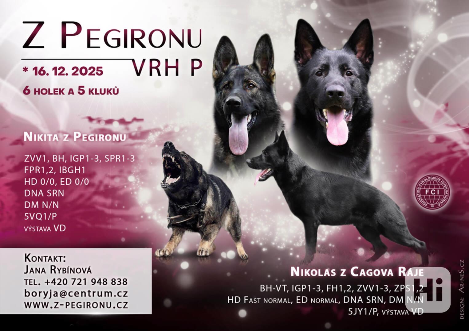  Německý ovčák štěňata  - foto 1