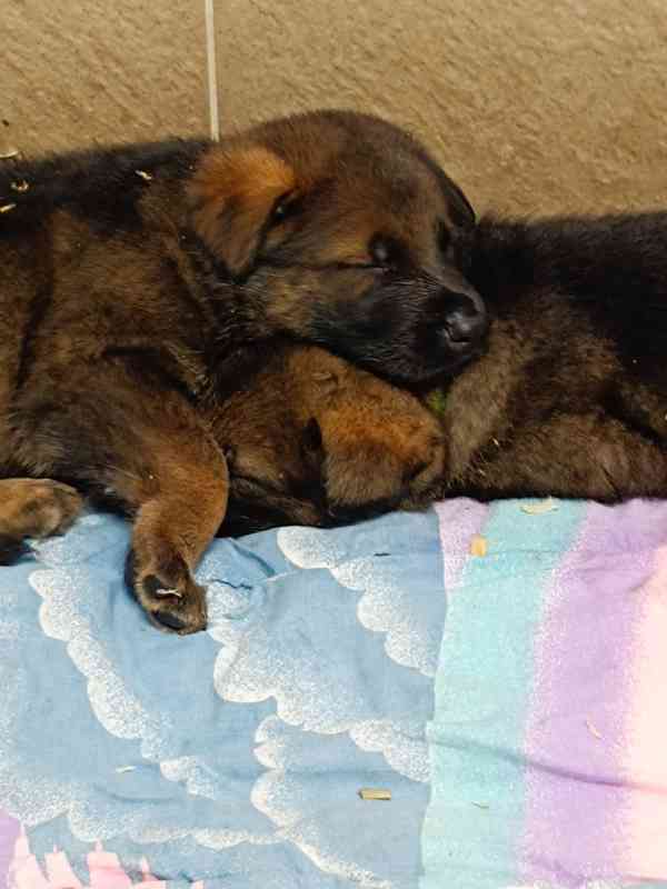  Německý ovčák štěňata  - foto 4