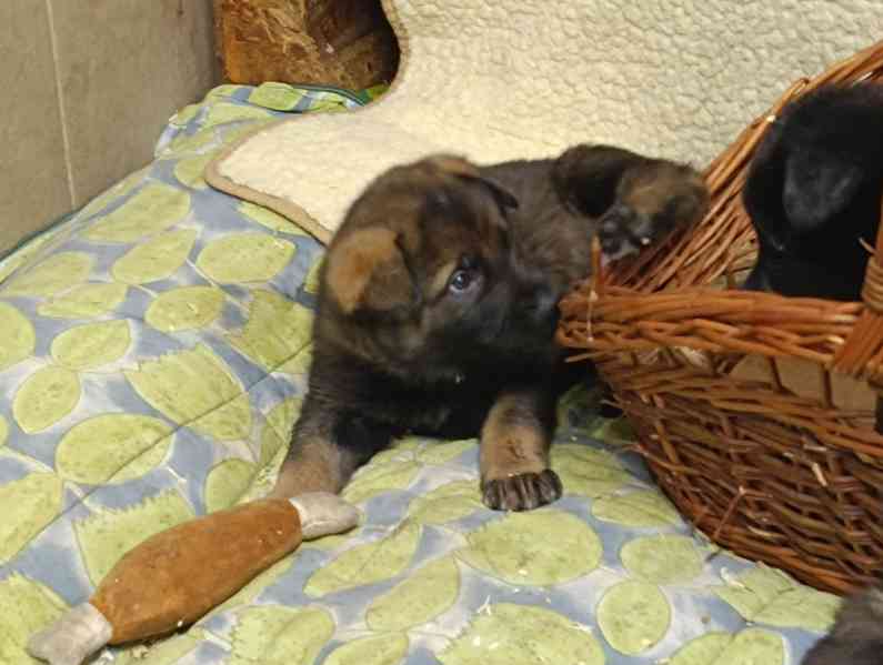  Německý ovčák štěňata  - foto 2
