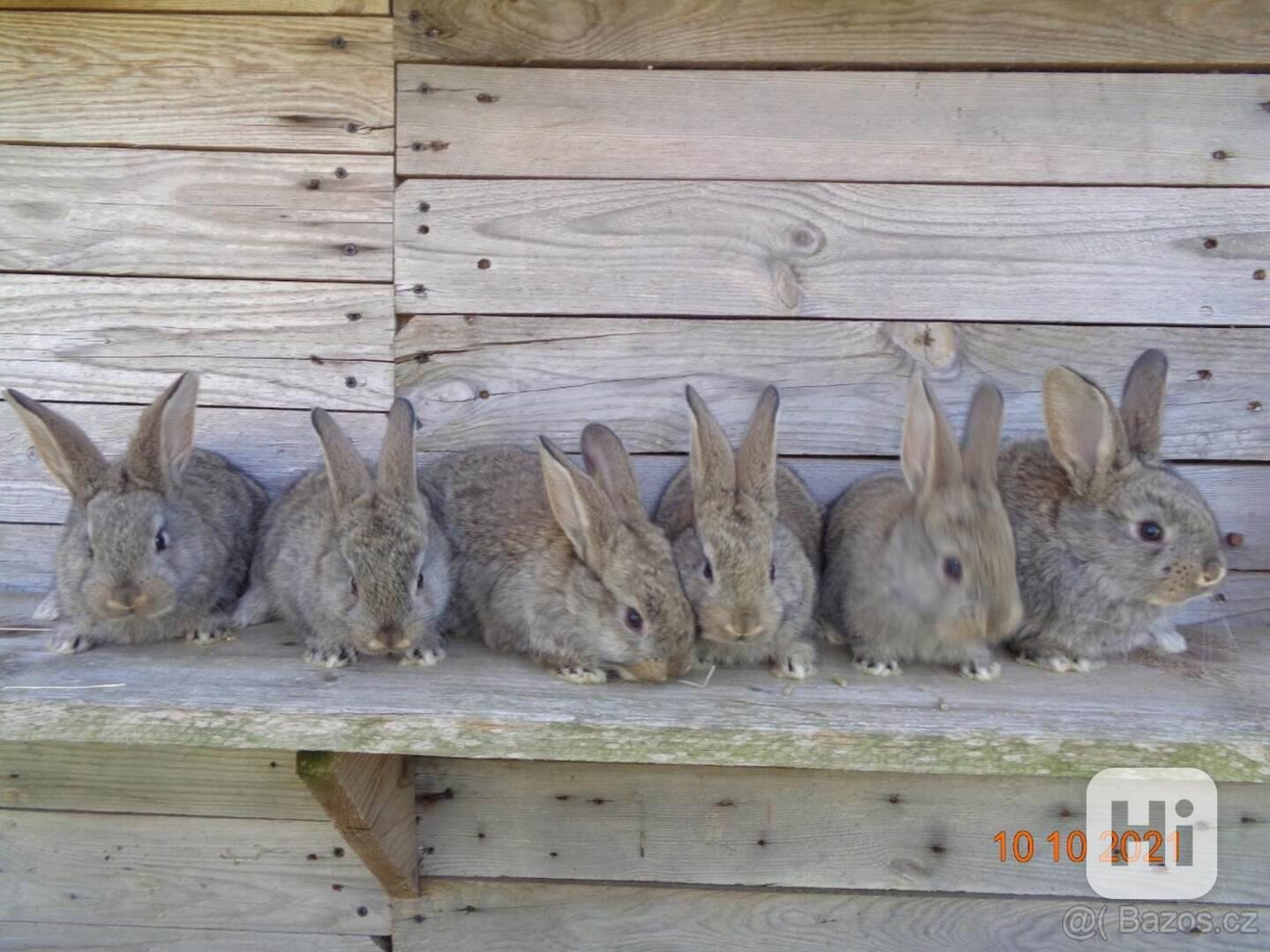 králík-belgický obr, - foto 1