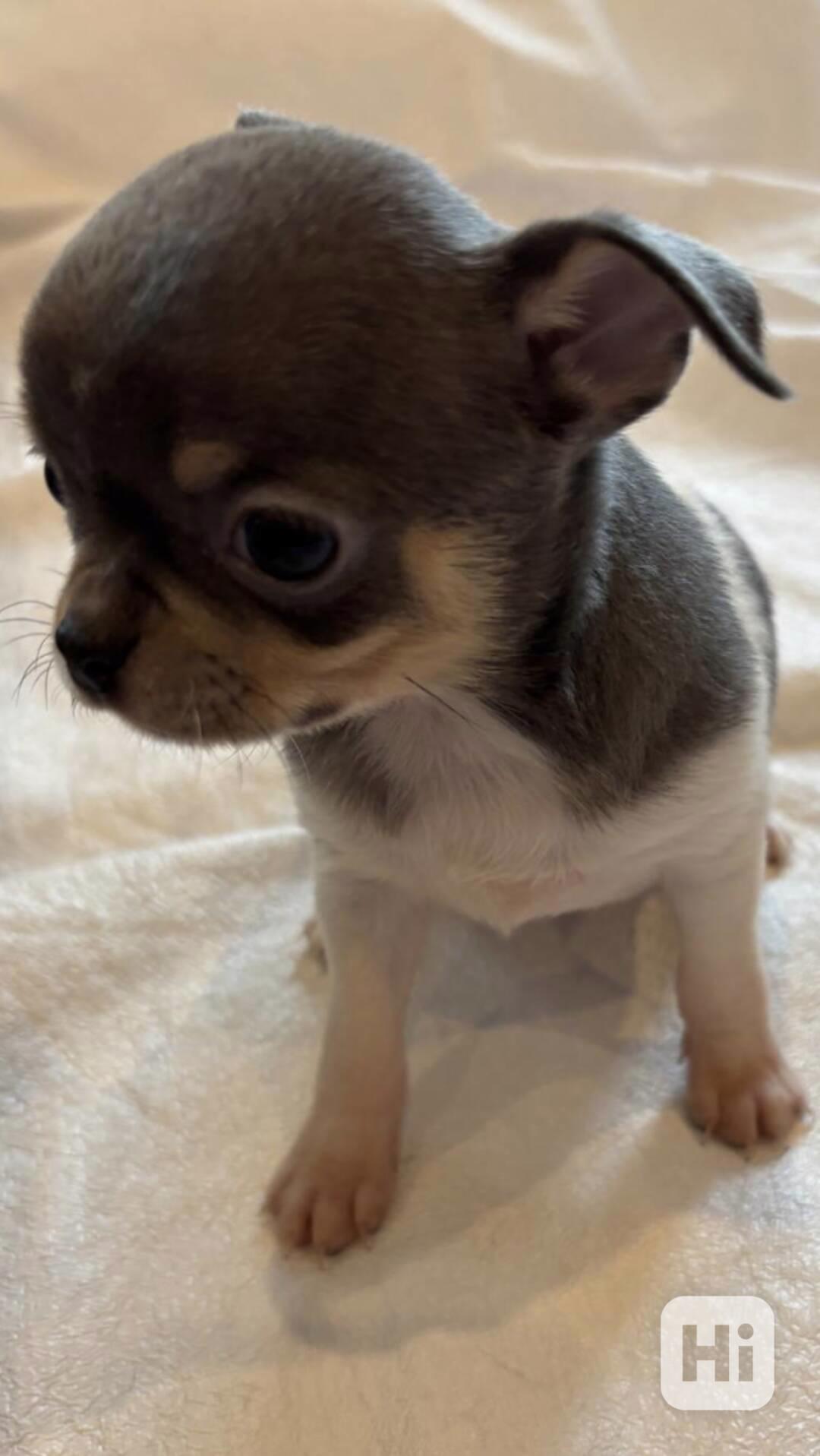 Čivava s PP - foto 1