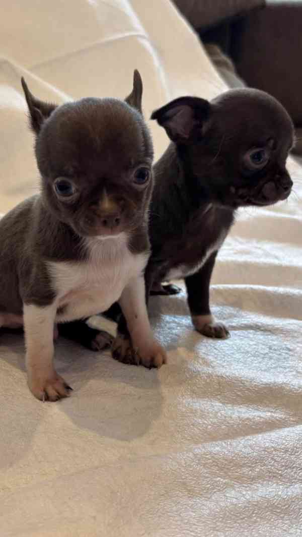 Čivava s PP - foto 6