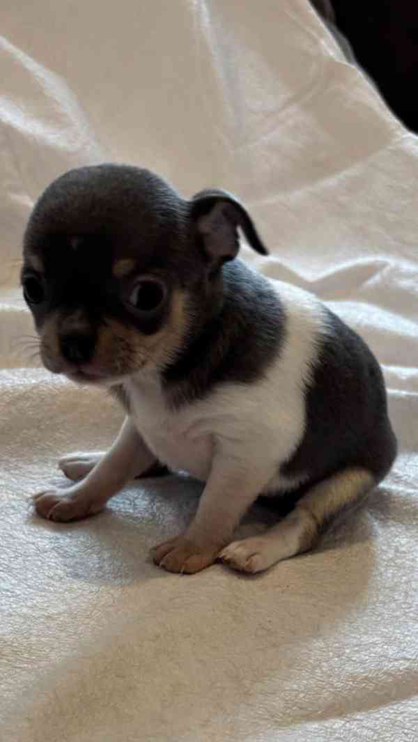 Čivava s PP - foto 3