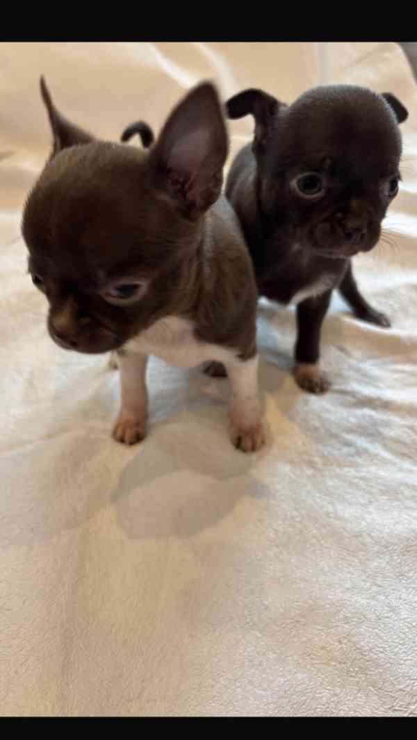 Čivava s PP - foto 2