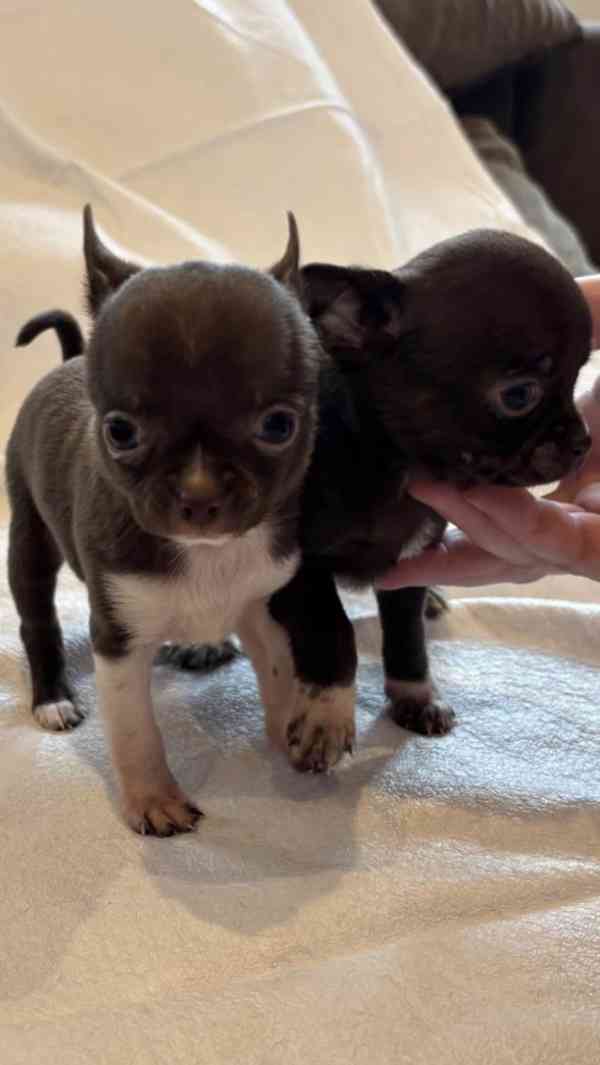 Čivava s PP - foto 5