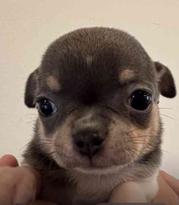 Čivava s PP - foto 4