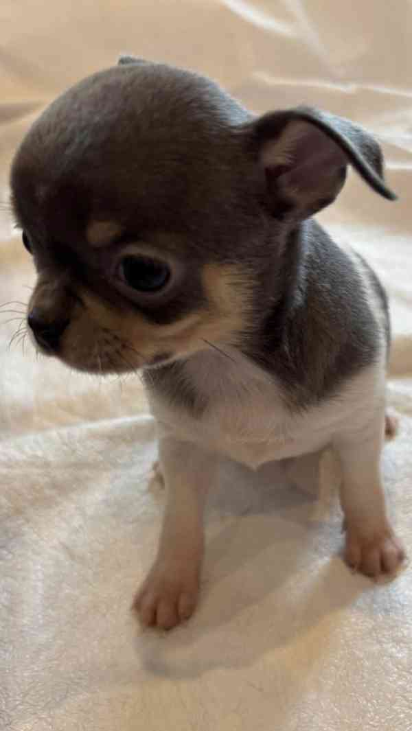 Čivava s PP - foto 1