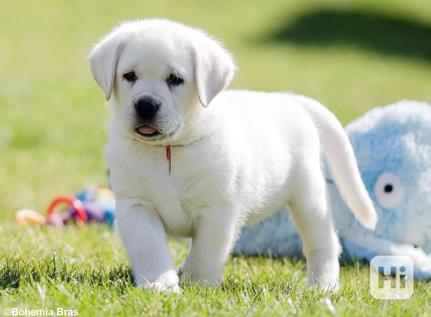 LABRADOR RETRIEVER - smetanový pejsek a fenka právě k odběru - foto 1