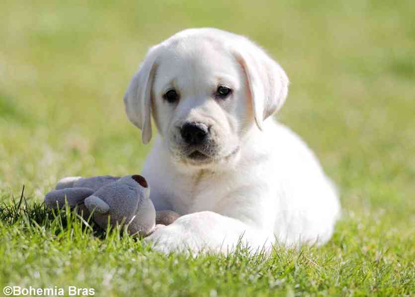 LABRADOR RETRIEVER - smetanový pejsek a fenka právě k odběru - foto 11